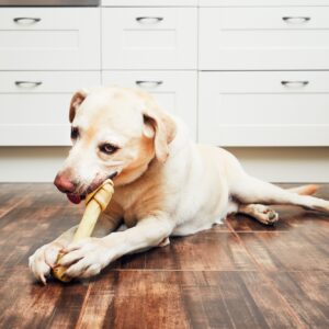 Dog with bone