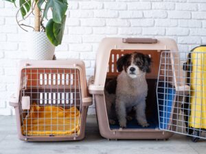 Cute bichon frise dog sitting by travel pet carrier, brick wall background