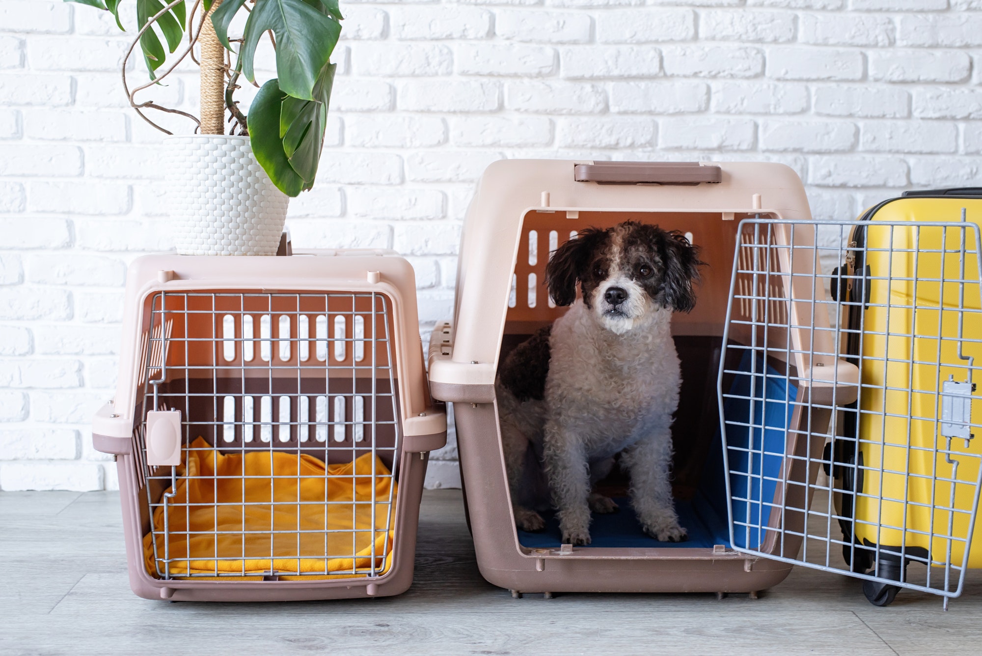 Cute bichon frise dog sitting by travel pet carrier, brick wall background