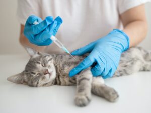 Doctor veterinarian makes an injection a cat