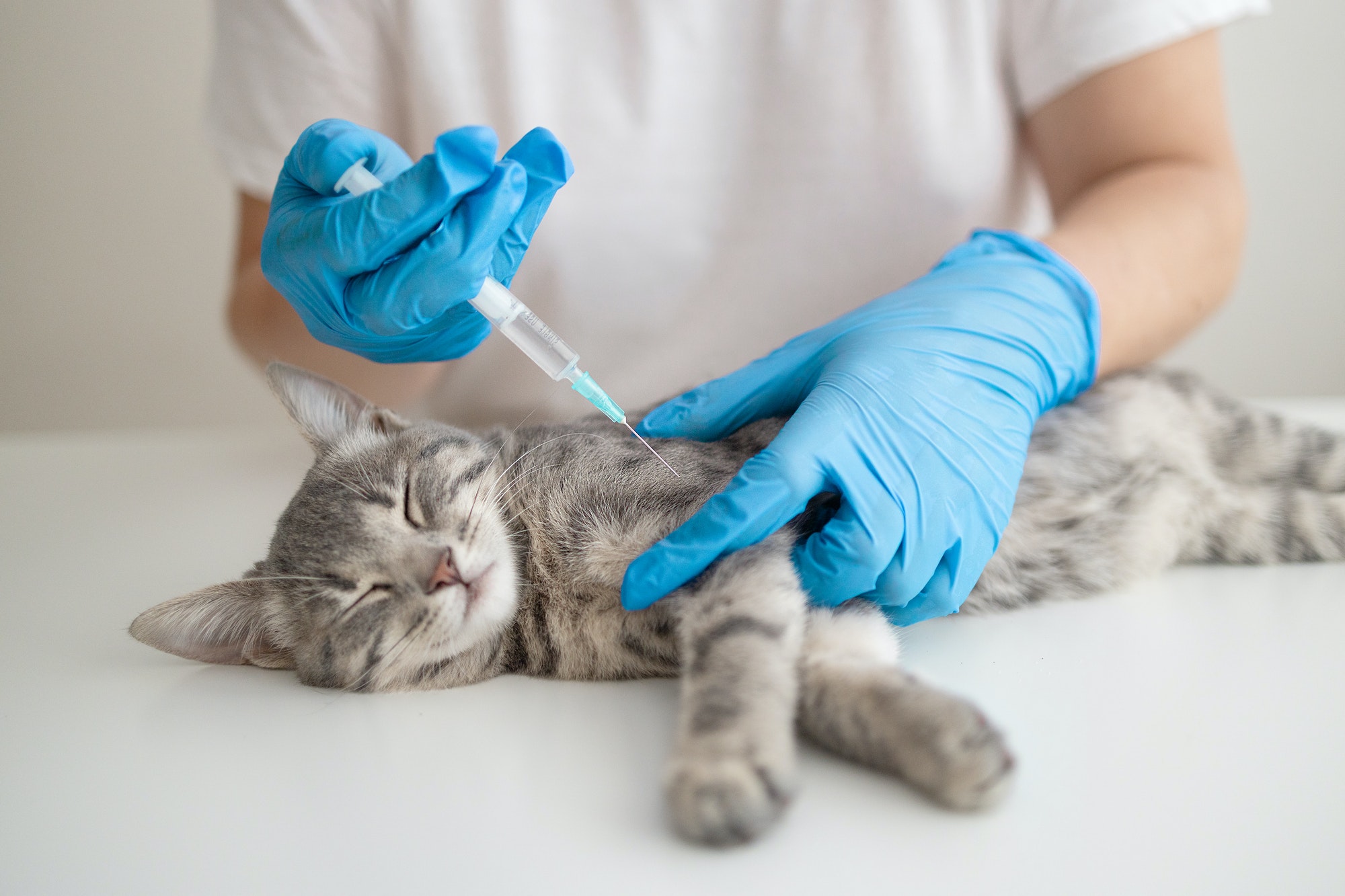 Doctor veterinarian makes an injection a cat