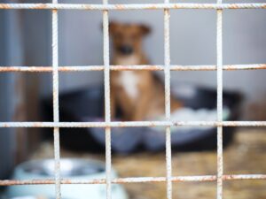 Dog in cage