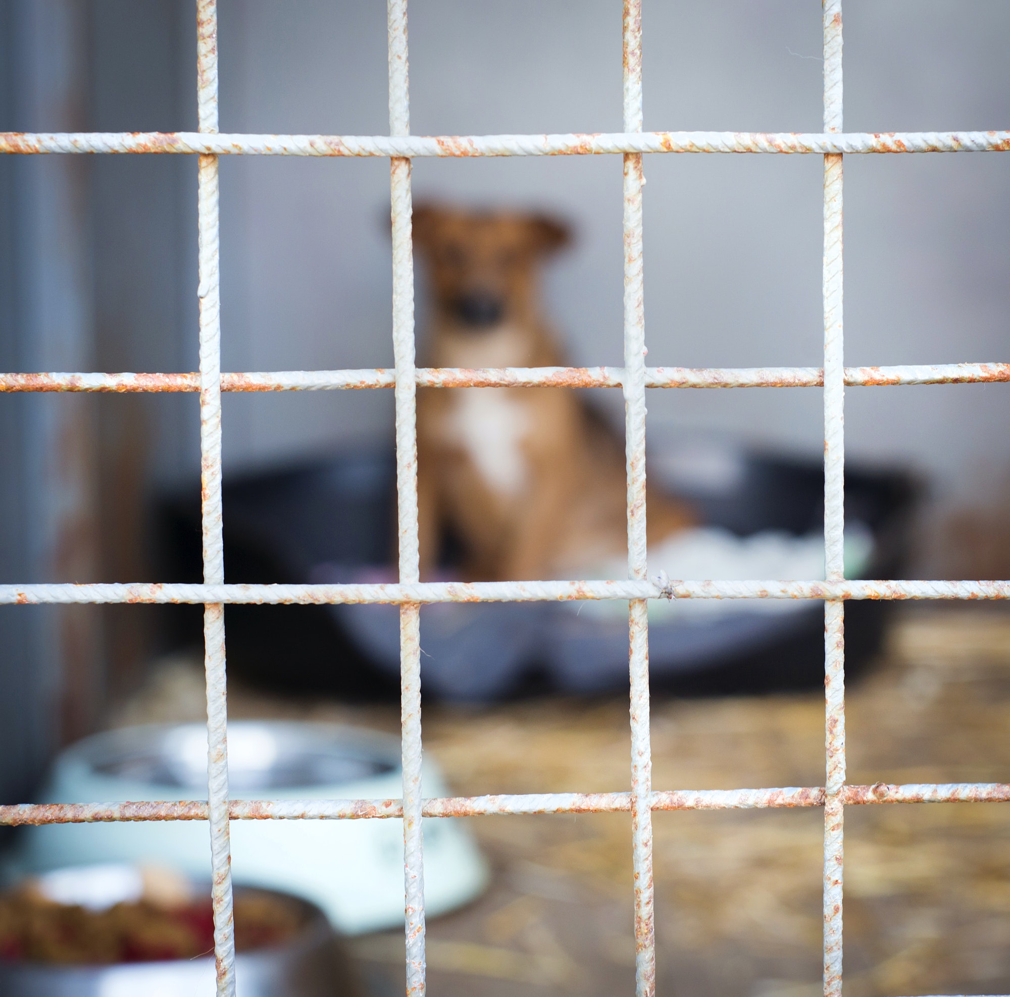 Dog in cage