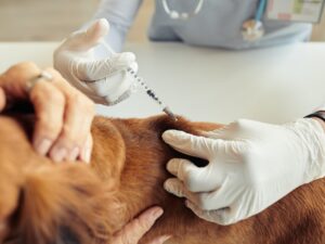Dog Vaccination in Vet Clinic