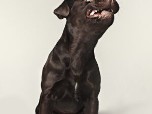 Labrador retriever breed dog barks dangerously teeth and catches treats wide angle