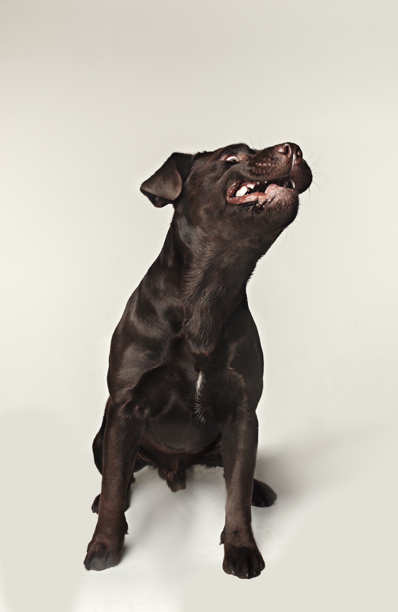 Labrador retriever breed dog barks dangerously teeth and catches treats wide angle