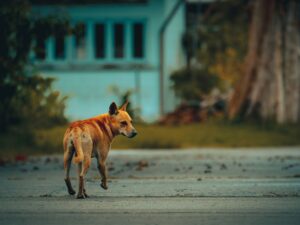 Selective of a stray dog on the street