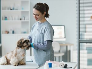 Young brunette female veterinarian examining cute pet of client