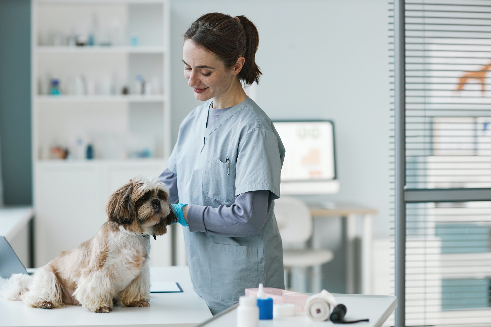 Young brunette female veterinarian examining cute pet of client