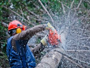 Professional Lumberjack Cutting a big Tree in the Forest
